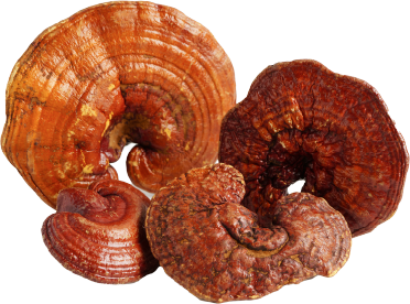 Reishi mushrooms